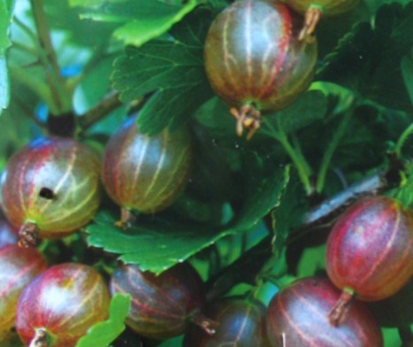 Rote Stachelbeere Hinnomäki Busch - kaufen & pflegen