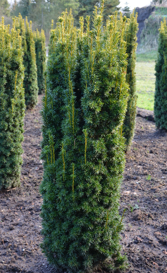 gelbe Säuleneibe - Taxus baccata Fastigiata Aureomarginata - kaufen & pflegen