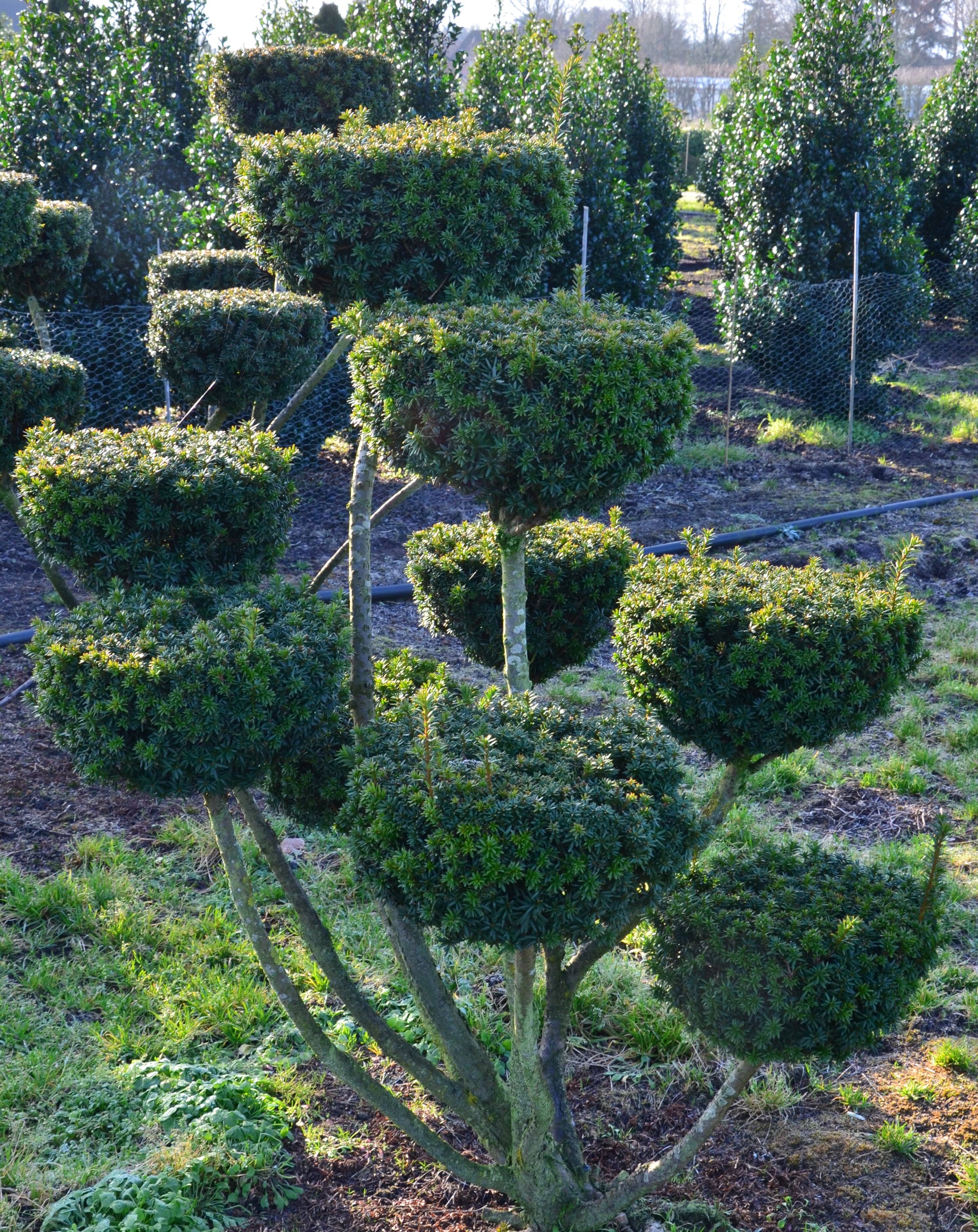Eibe Groß Bonsai