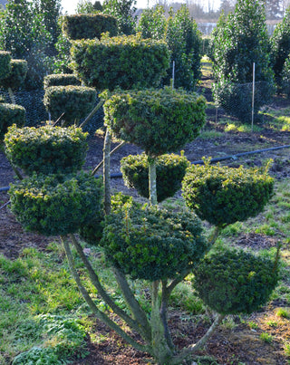 Eibe Groß Bonsai – ausgewachsenes Exemplar im Freiland