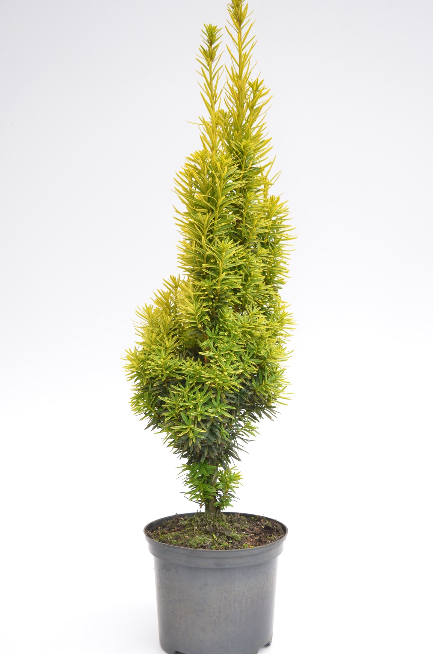 gelbe Säuleneibe - Taxus baccata Fas…