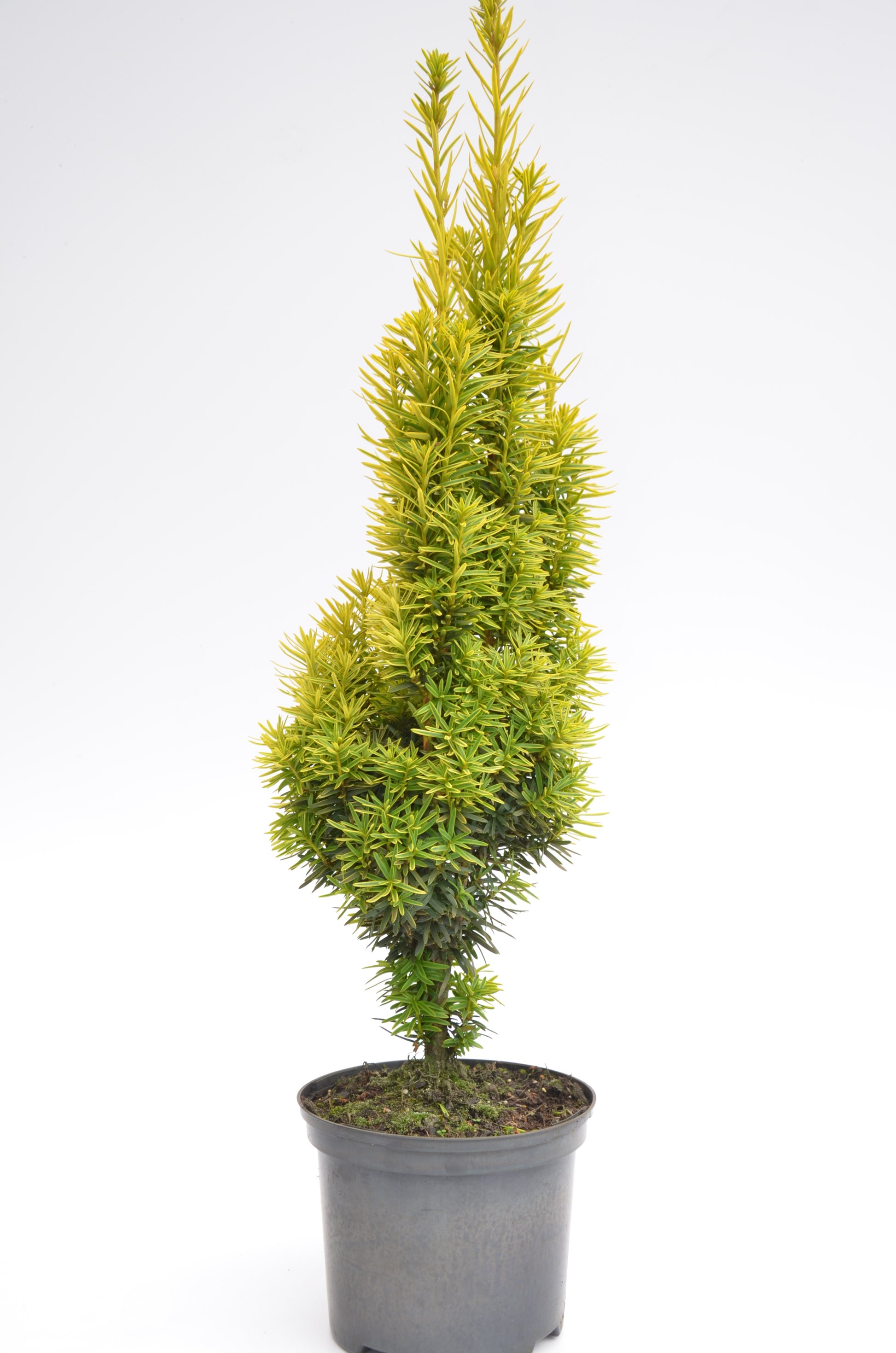 gelbe Säuleneibe - Taxus baccata Fas…