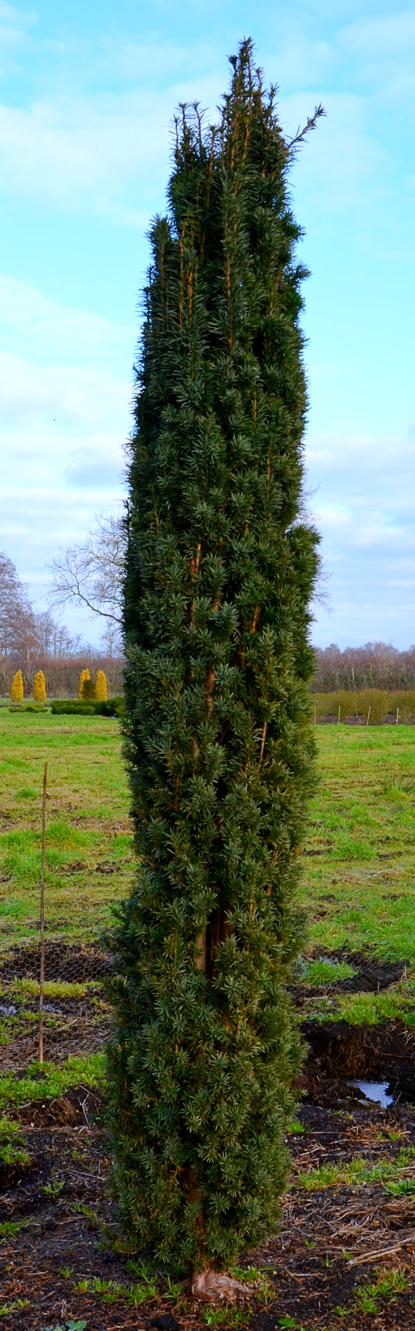 Säuleneibe - Taxus baccata Fastigiata Robusta - kaufen & pflegen