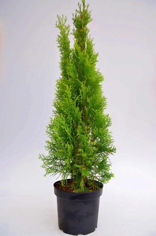 Smaragd Lebensbaum - kaufen & pflegen