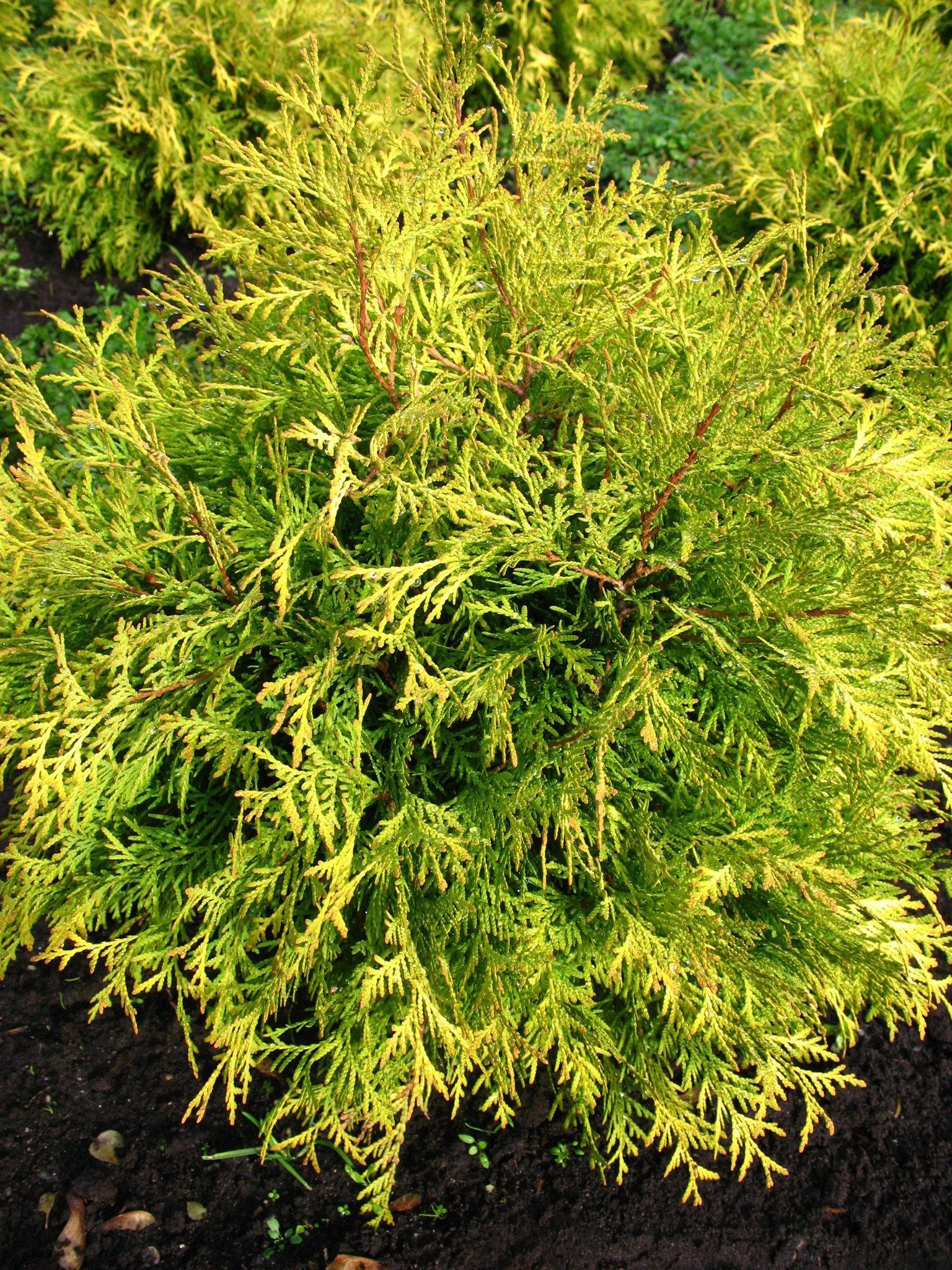 gelber Kugel Lebensbaum Thuja occide | Plantenwelt Wiesmoor