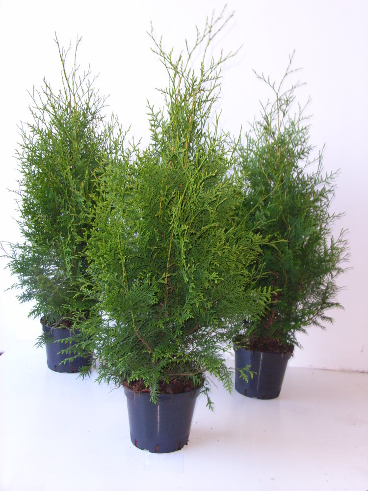 Brabant Lebensbaum - Thuja occidenta…