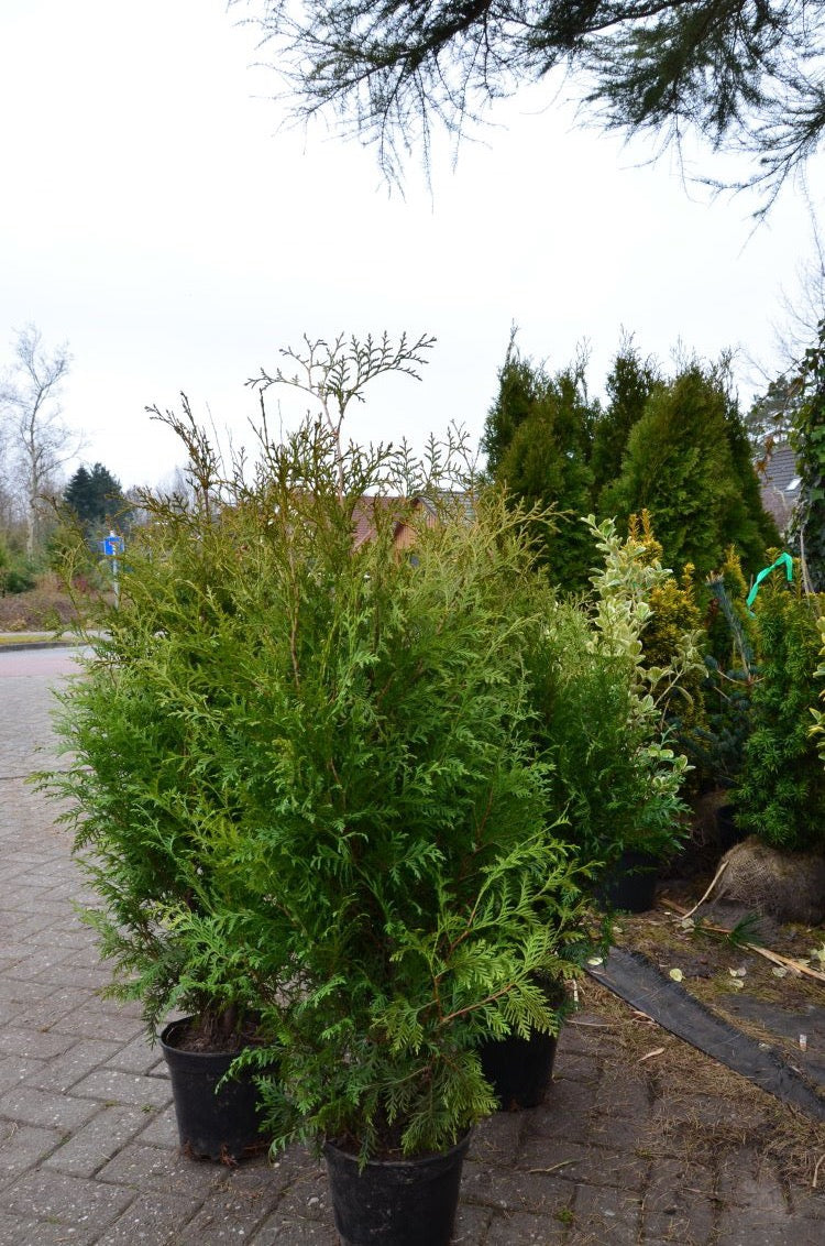 Brabant Lebensbaum - Thuja occidentalis ‘Brabant’ - kaufen & pflegen