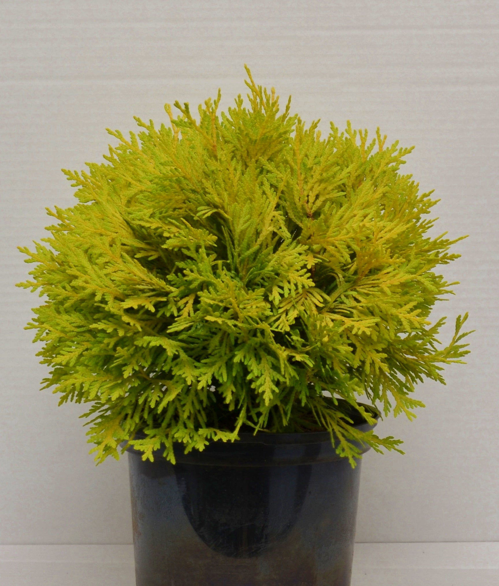 Kugel Lebensbaum Thuja occidentalis…