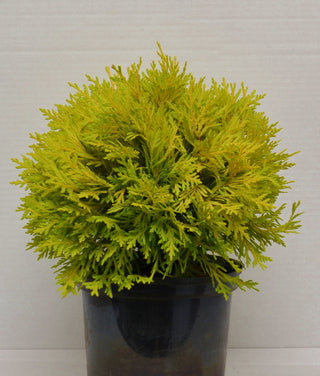 Kugel Lebensbaum Thuja occidentalis Amber Glow - kaufen & pflegen
