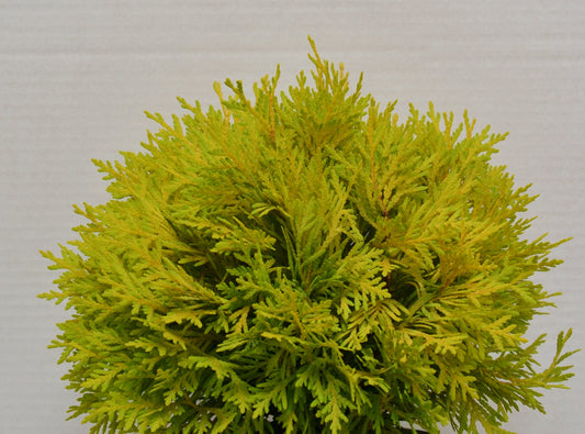 Brabant Lebensbaum - Thuja occidenta…