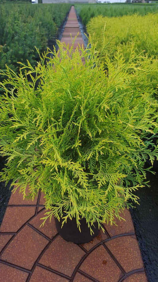 gelber Kugel Lebensbaum Thuja occidentalis Golden Globe - kaufen & pflegen