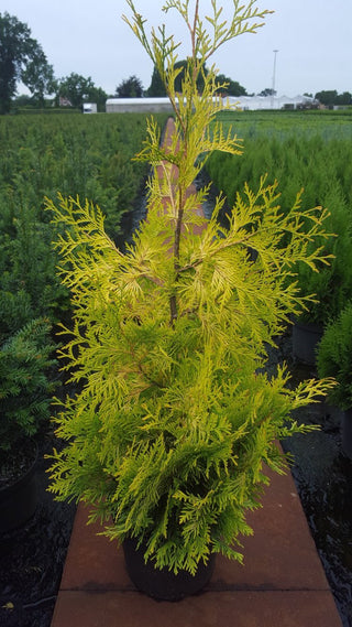 gelber Lebensbaum Thuja occidentalis Sunkist - kaufen & pflegen