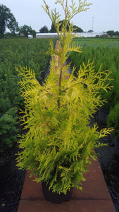 gelber Lebensbaum Thuja occidentalis Sunkist