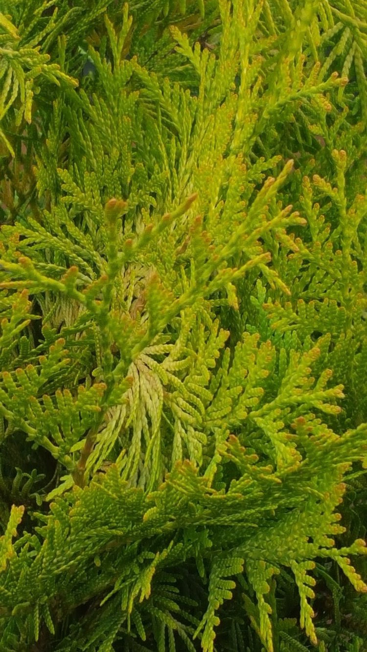 thuja occidentalis deutsch gelber Lebensbaum Thuja occidentalis…