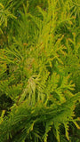 gelber Lebensbaum Thuja occidentalis Sunkist