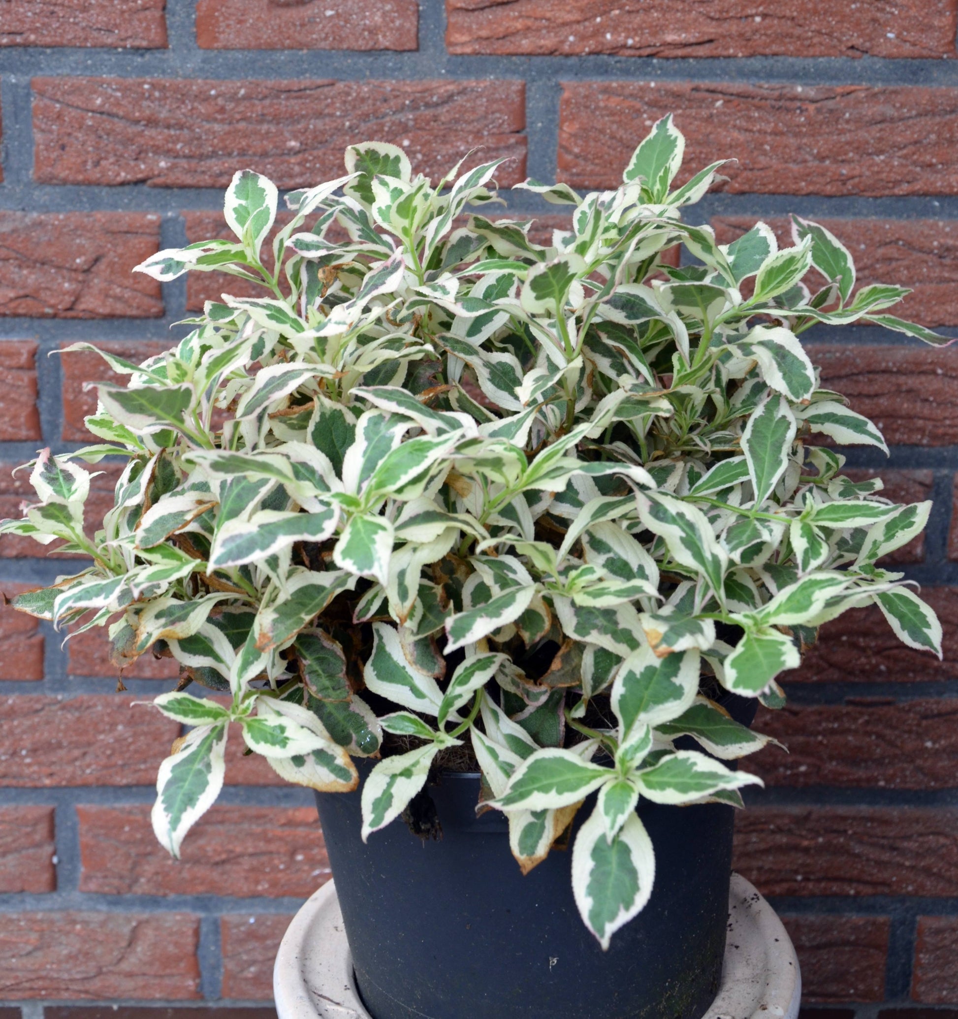 ! Neuheit ! Zwerg Weigelie Monet - kaufen & pflegen