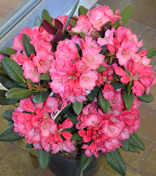 Alpenrose Wine and Roses® - kaufen & pflegen