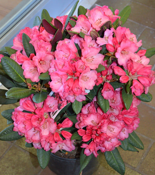 Alpenrose Wine and Roses® - kaufen & pflegen